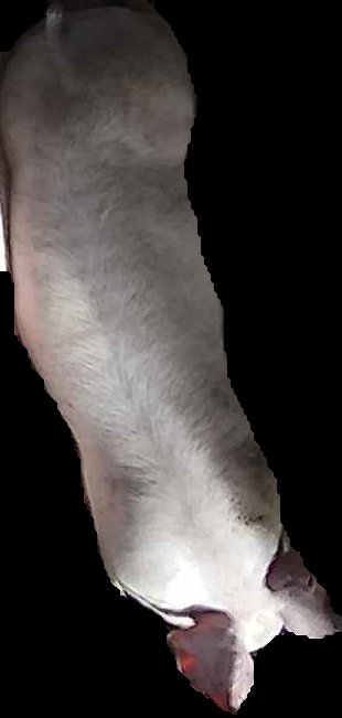 Crop