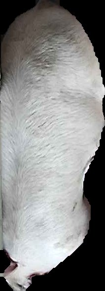 Crop