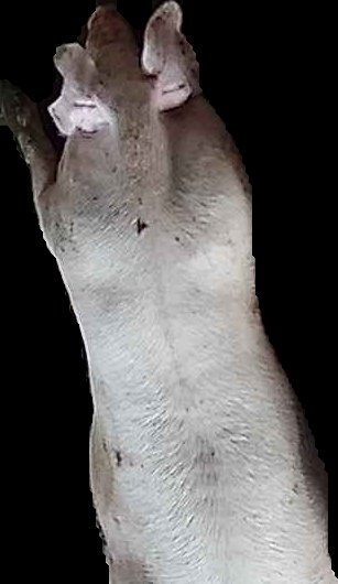 Crop