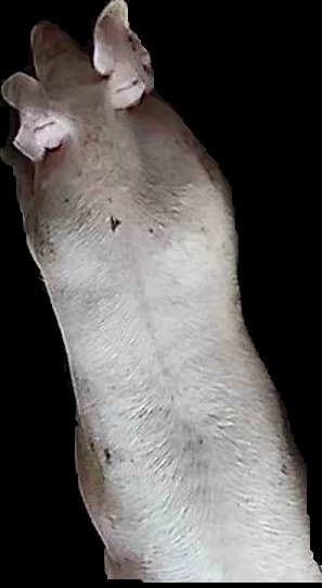 Crop