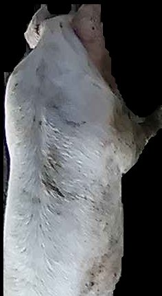 Crop