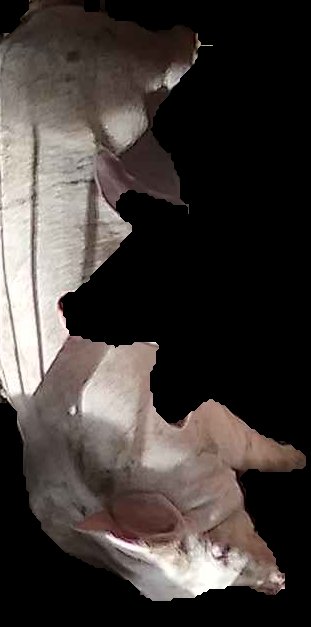 Crop