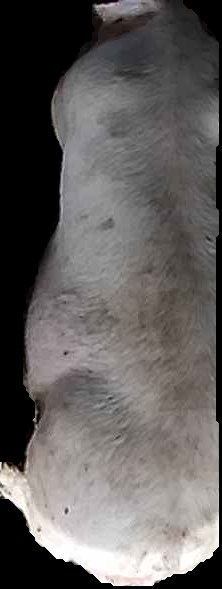Crop