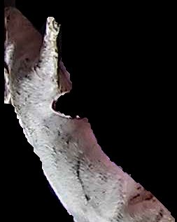Crop
