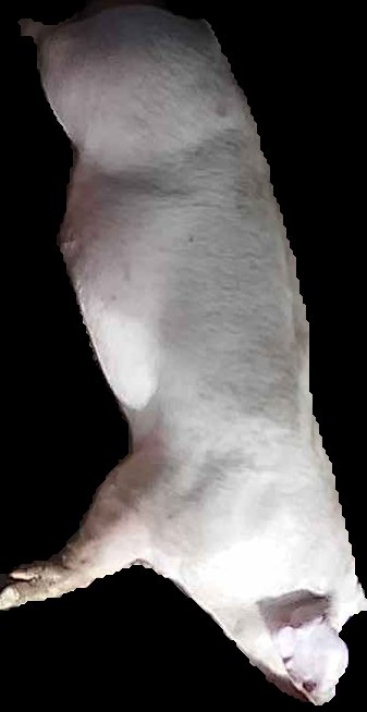 Crop