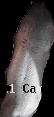 Crop