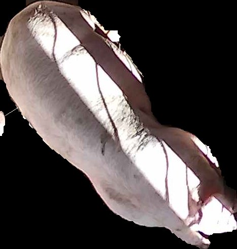 Crop