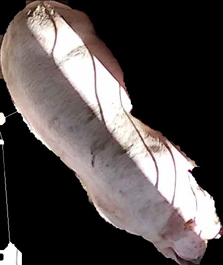 Crop