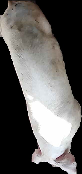 Crop