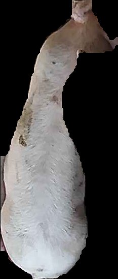 Crop