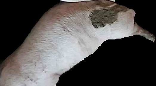 Crop