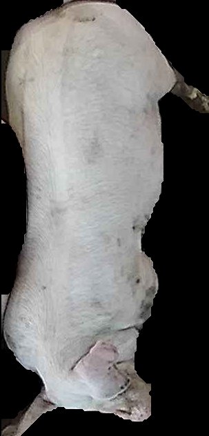 Crop