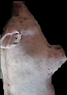 Crop