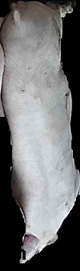 Crop