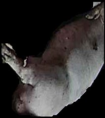 Crop
