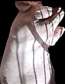 Crop