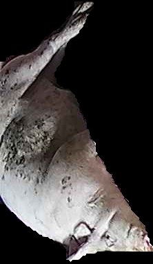 Crop