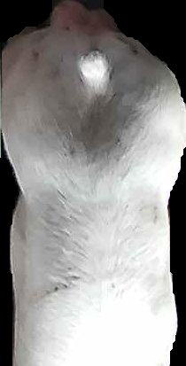Crop