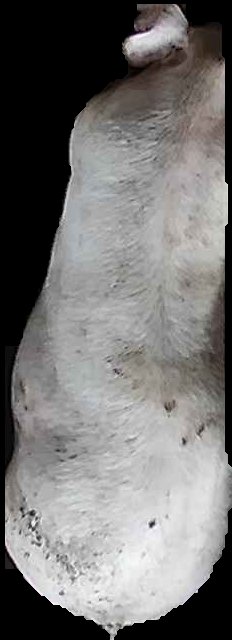 Crop