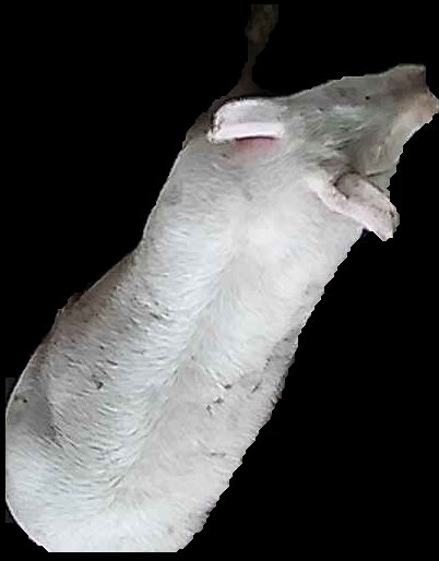 Crop