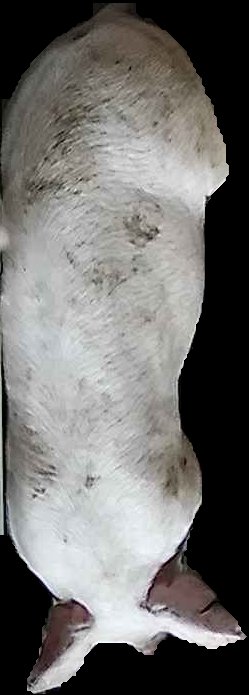Crop