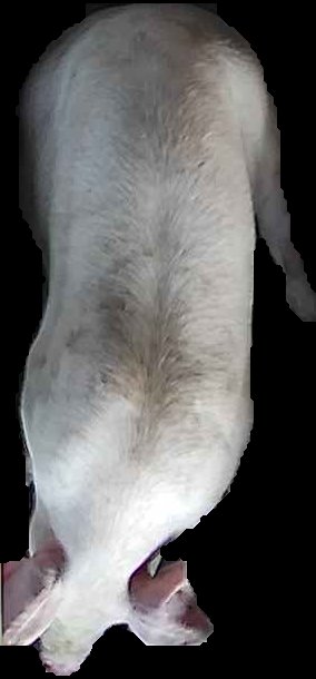 Crop