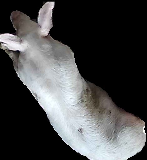 Crop