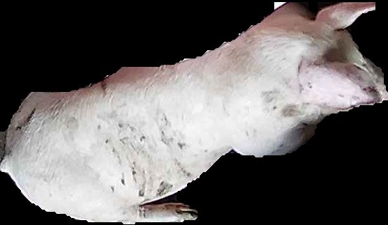 Crop
