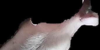 Crop