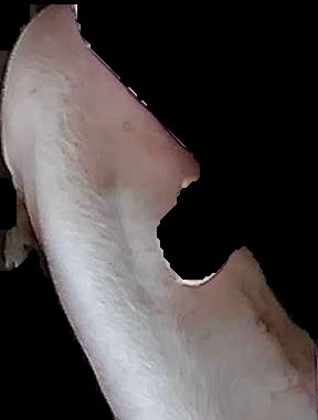 Crop