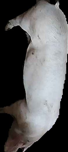 Crop