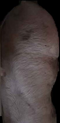 Crop