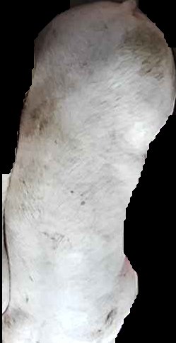 Crop