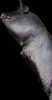 Crop