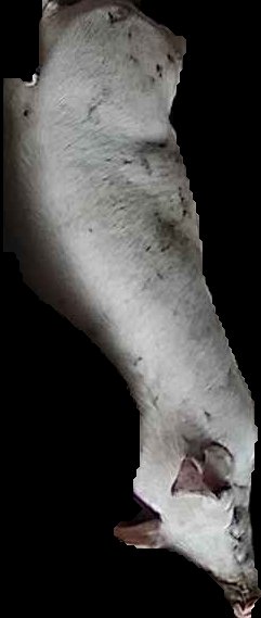 Crop