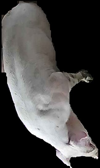 Crop
