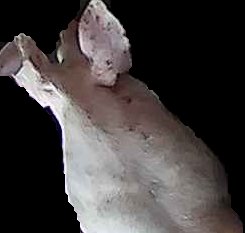 Crop