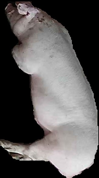 Crop