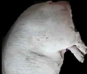 Crop