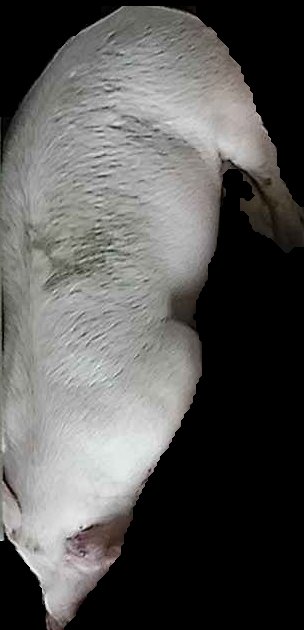 Crop