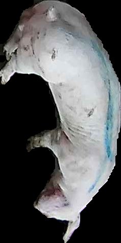 Crop
