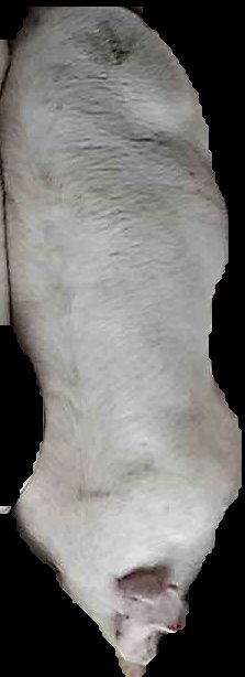 Crop