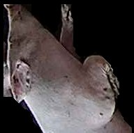 Crop
