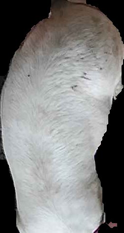 Crop