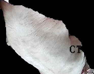 Crop