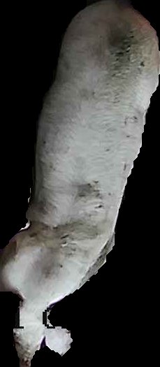 Crop