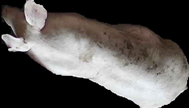 Crop