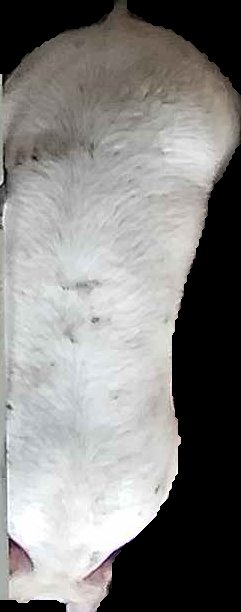 Crop