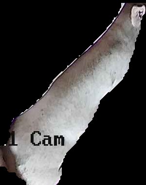 Crop