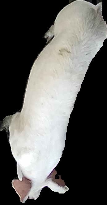 Crop